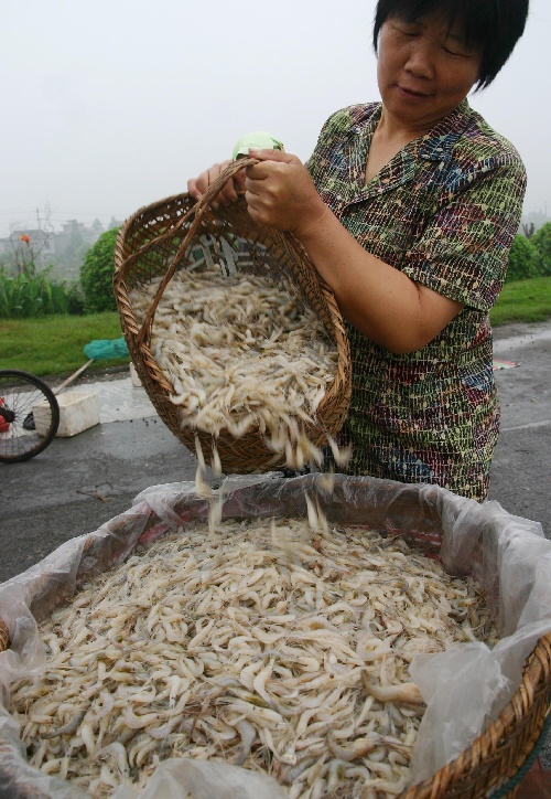 安徽巢湖开湖捕虾