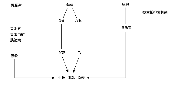 生长抑素的生理功能示意图