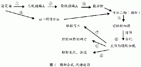 1 葡萄糖到脂肪酸的合成途径     从g到fa的合成,cla的3个功能作用位