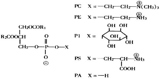 大豆磷脂的结构 大豆磷脂化学结构主要由三甘油酯分子上的磷酸与胆碱